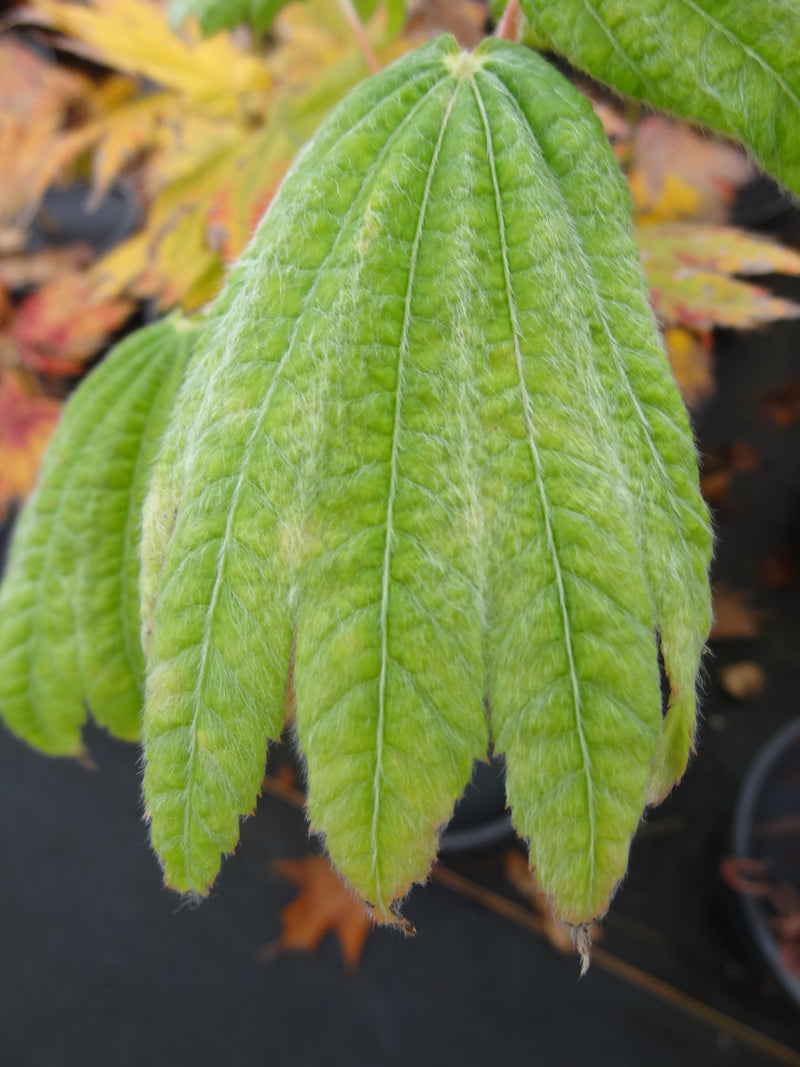Acer japonicum 'Giant Moon' Acer japonicum 'Giant Moon'