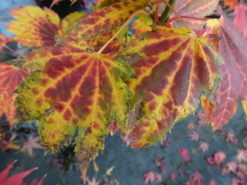 Acer japonicum 'Giant Moon' Acer japonicum 'Giant Moon'