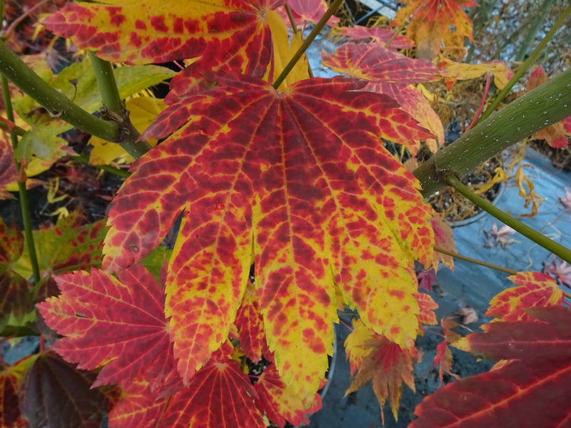 Acer japonicum 'Giant Moon' Acer japonicum 'Giant Moon'