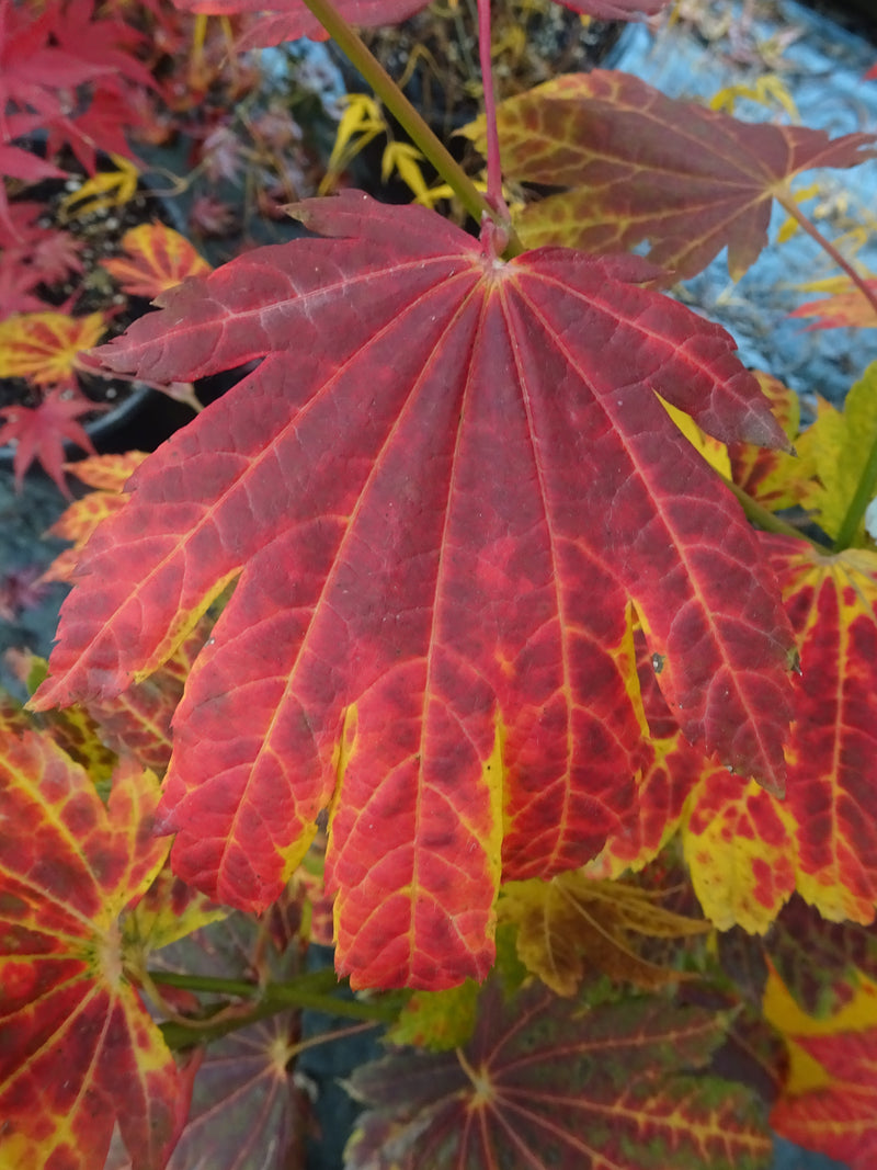 Acer japonicum 'Giant Moon' Acer japonicum 'Giant Moon'