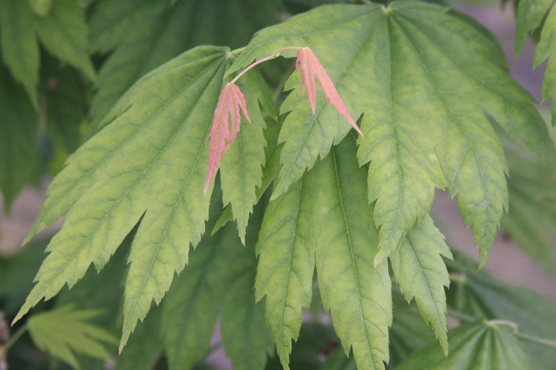 Acer japonicum 'Giant Moon' Acer japonicum 'Giant Moon'
