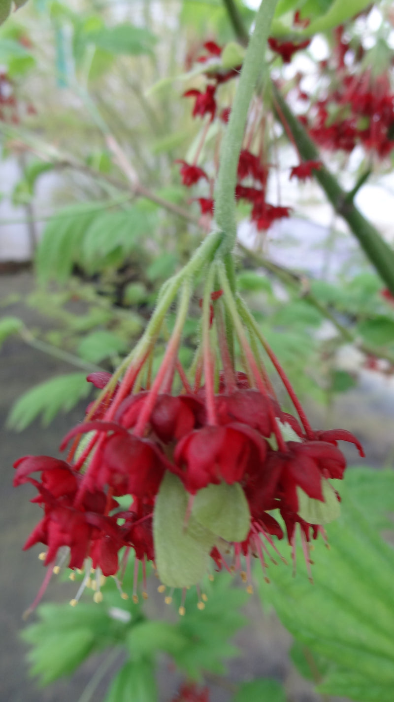 Acer japonicum 'Giant Moon' Acer japonicum 'Giant Moon'