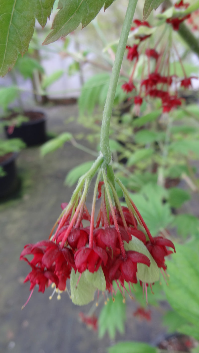 Acer japonicum 'Giant Moon' Acer japonicum 'Giant Moon'