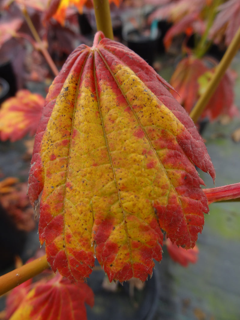 Acer japonicum 'Giant Moon' Acer japonicum 'Giant Moon'