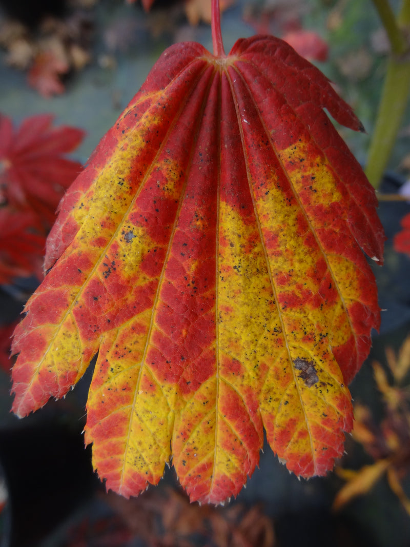 Acer japonicum 'Giant Moon' Acer japonicum 'Giant Moon'
