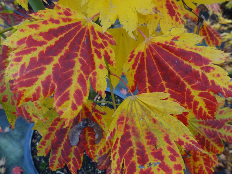 Acer japonicum 'Giant Moon' Acer japonicum 'Giant Moon'