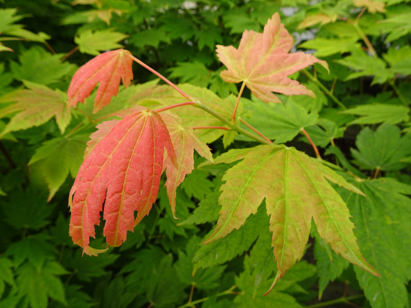 Acer japonicum 'Giant Moon' Acer japonicum 'Giant Moon'