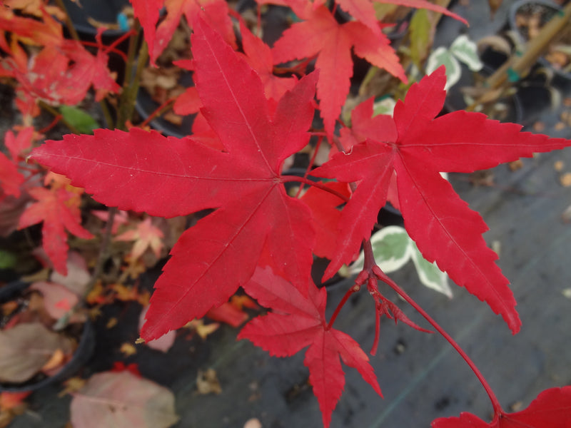 Acer oliverianum 'Hot Blonde' Golden Japanese Maple