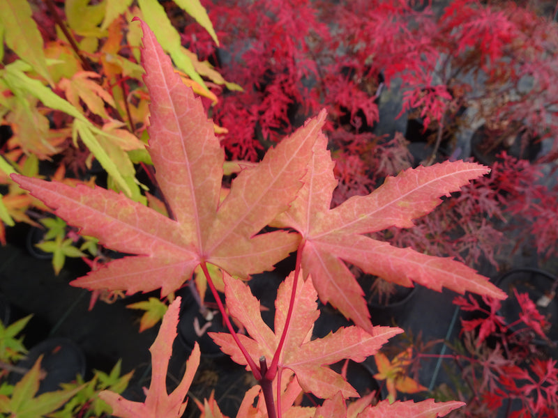 Acer oliverianum 'Hot Blonde' Golden Japanese Maple
