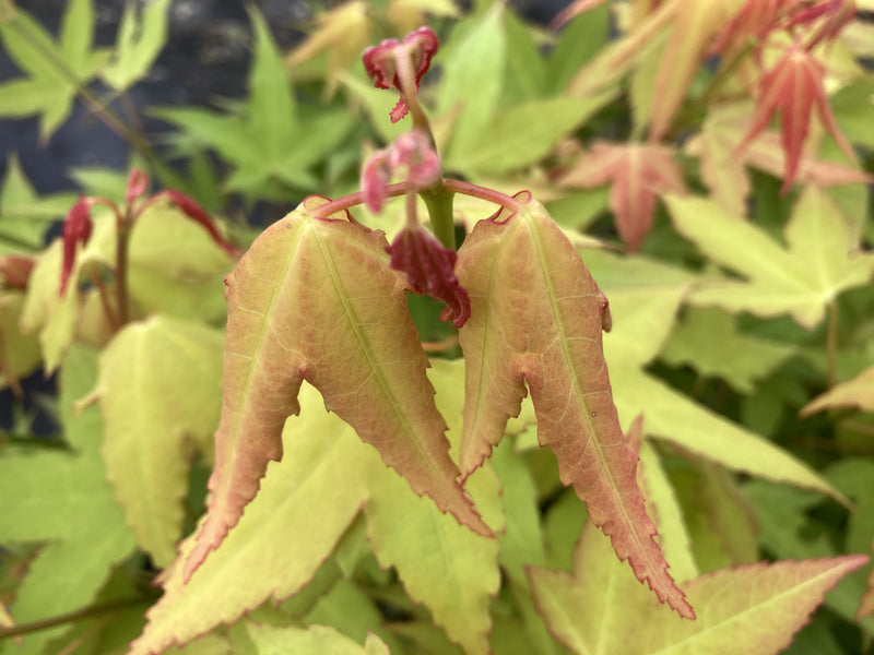 Acer oliverianum 'Hot Blonde' Golden Japanese Maple