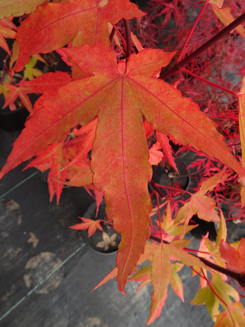 Acer oliverianum 'Hot Blonde' Golden Japanese Maple
