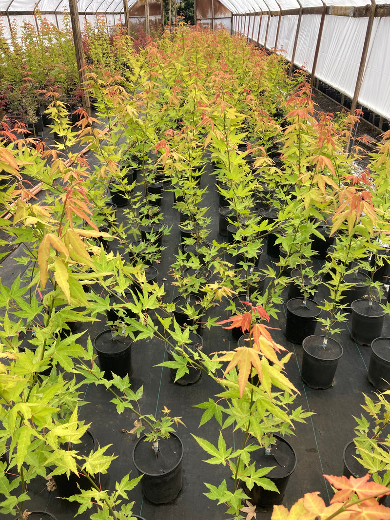 Acer oliverianum 'Hot Blonde' Golden Japanese Maple