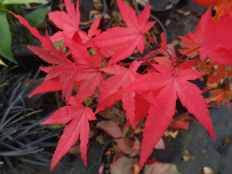 Acer oliverianum 'Hot Blonde' Golden Japanese Maple