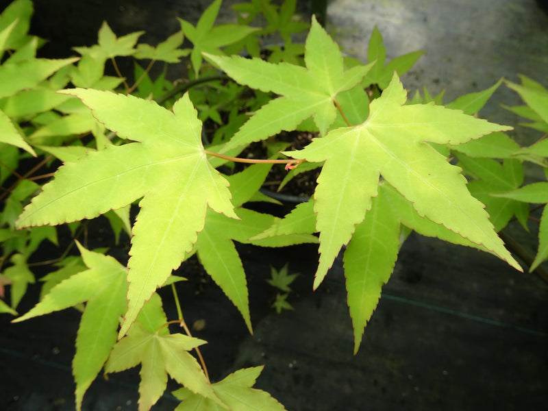 Acer oliverianum 'Hot Blonde' Golden Japanese Maple