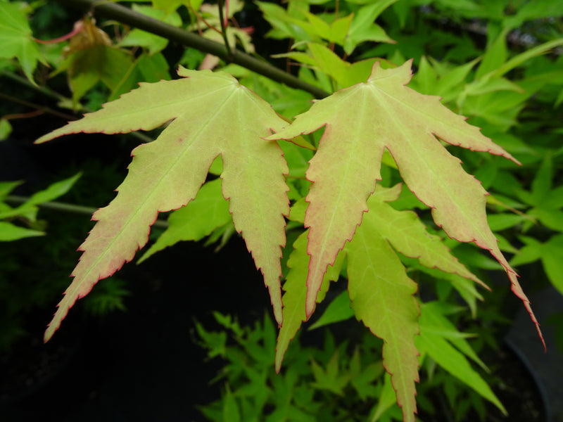 Acer oliverianum 'Hot Blonde' Golden Japanese Maple