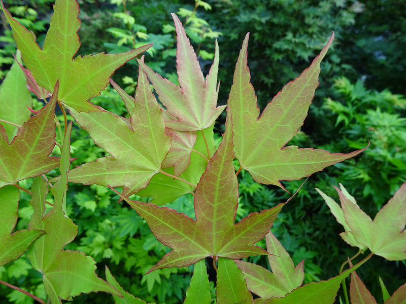 Acer oliverianum 'Hot Blonde' Golden Japanese Maple
