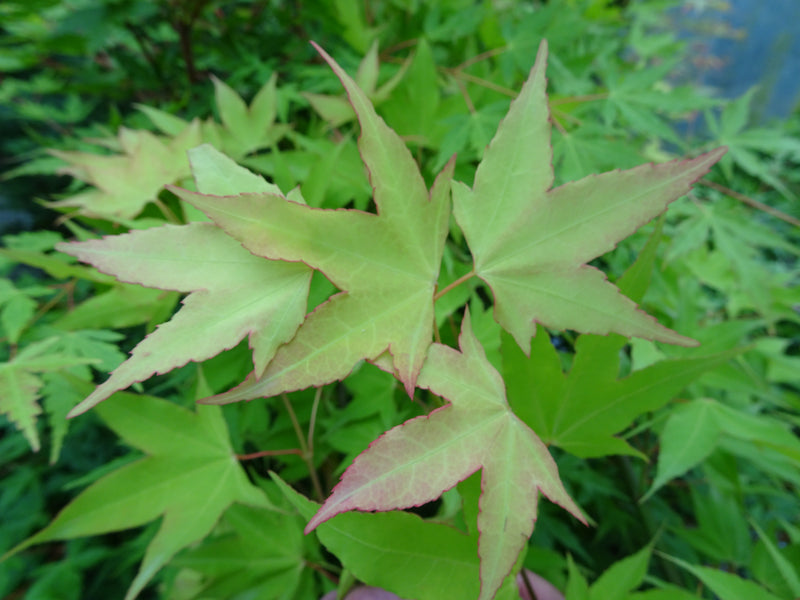 Acer oliverianum 'Hot Blonde' Golden Japanese Maple