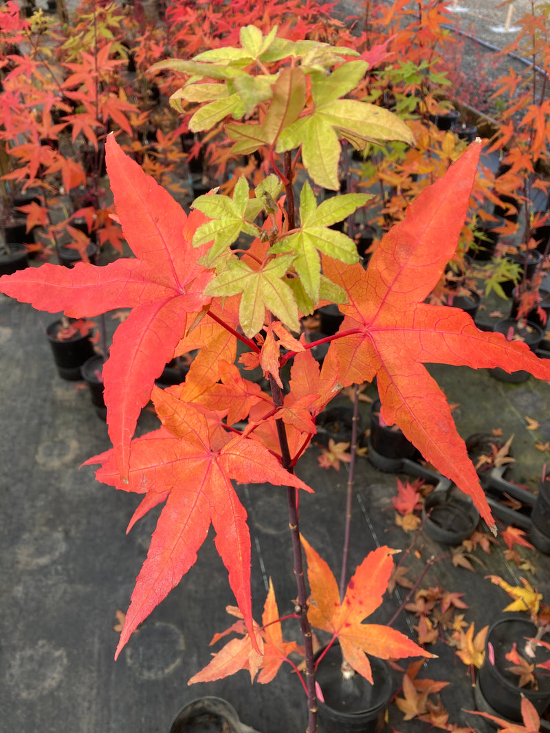 Acer oliverianum 'Hot Blonde' Golden Japanese Maple