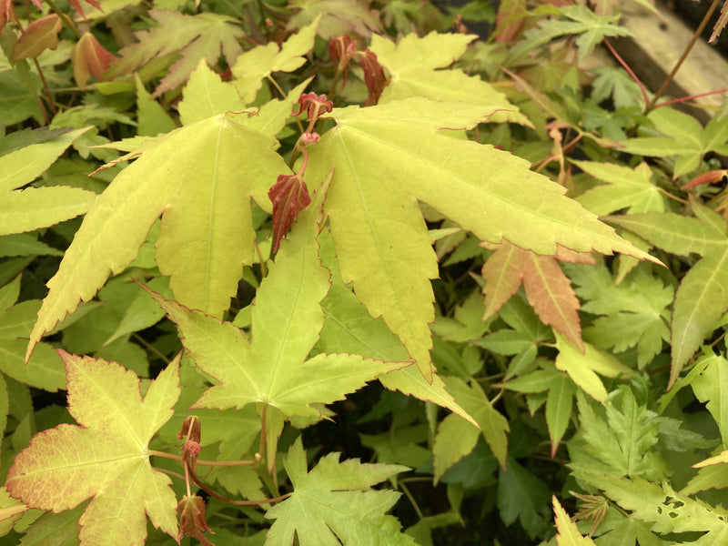 Acer oliverianum 'Hot Blonde' Golden Japanese Maple