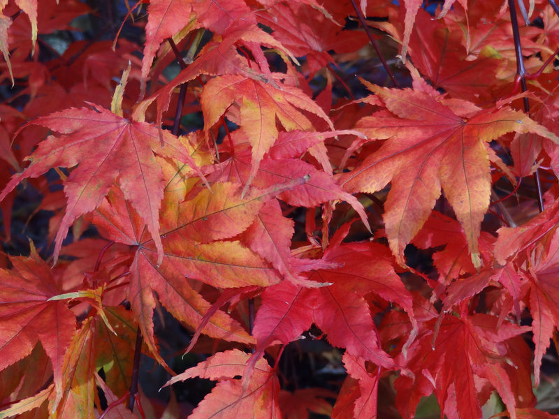 Acer palmatum 'Aka shigitatsu sawa' Japanese Maple