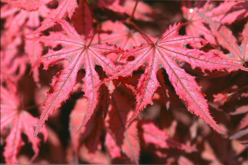 Acer palmatum 'Amagi Shigure' Japanese Maple