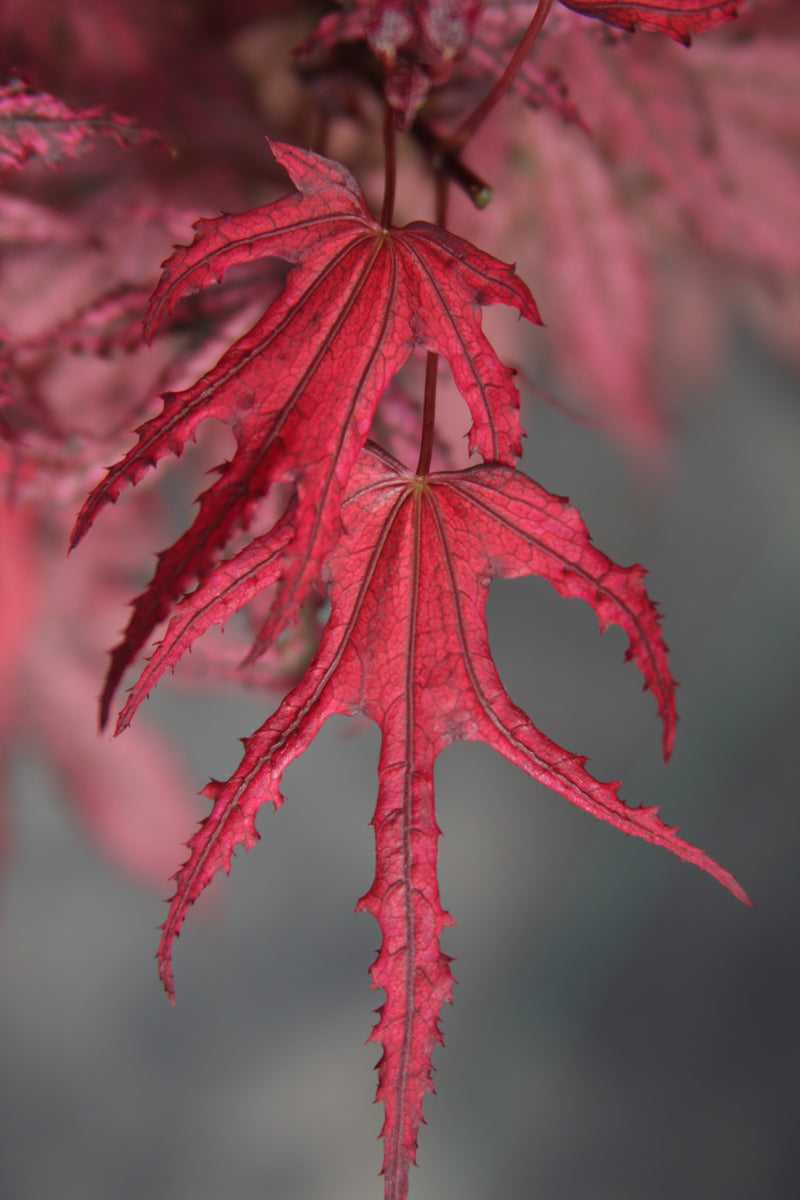 Acer palmatum 'Amagi Shigure' Japanese Maple