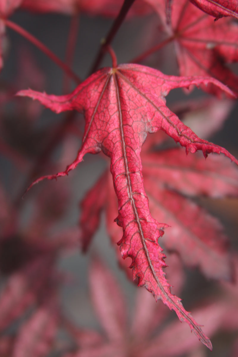 Acer palmatum 'Amagi Shigure' Japanese Maple