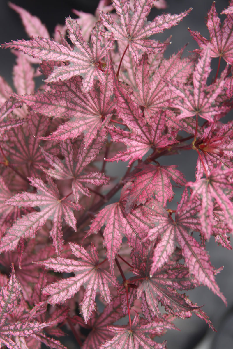 Acer palmatum 'Amagi Shigure' Japanese Maple