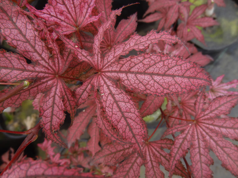 Acer palmatum 'Amagi Shigure' Japanese Maple