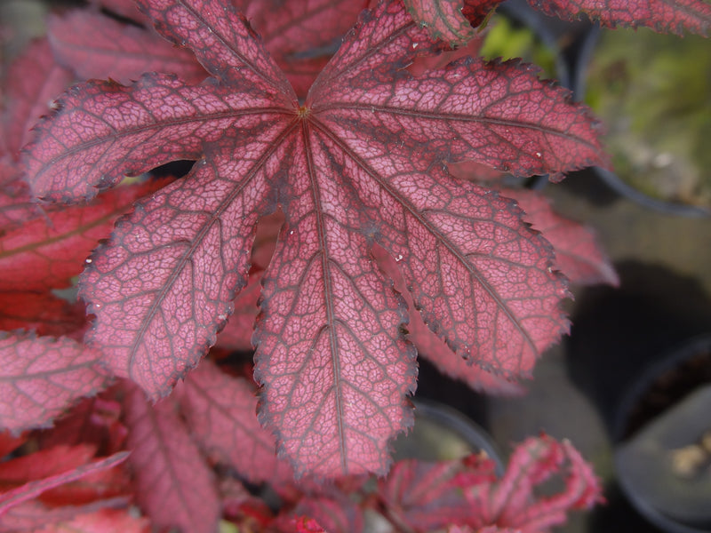 Acer palmatum 'Amagi Shigure' Japanese Maple