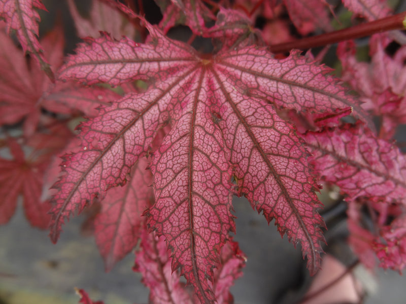 Acer palmatum 'Amagi Shigure' Japanese Maple