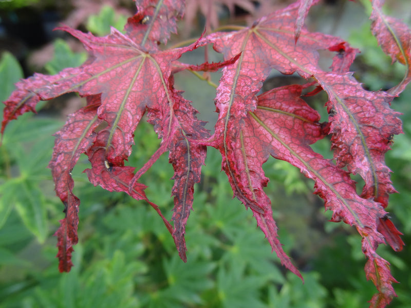 Acer palmatum 'Amagi Shigure' Japanese Maple