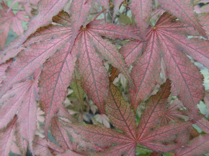 Acer palmatum 'Amagi Shigure' Japanese Maple