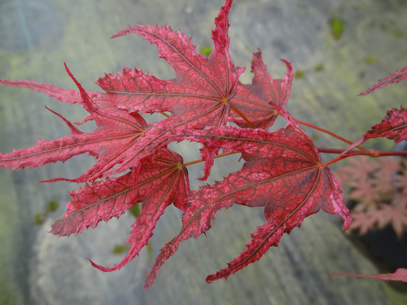 Acer palmatum 'Amagi Shigure' Japanese Maple