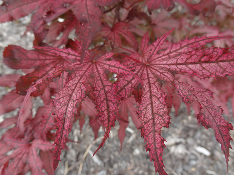 Acer palmatum 'Amagi Shigure' Japanese Maple