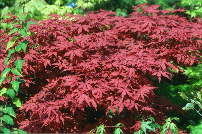 Acer palmatum 'Amagi Shigure' Japanese Maple