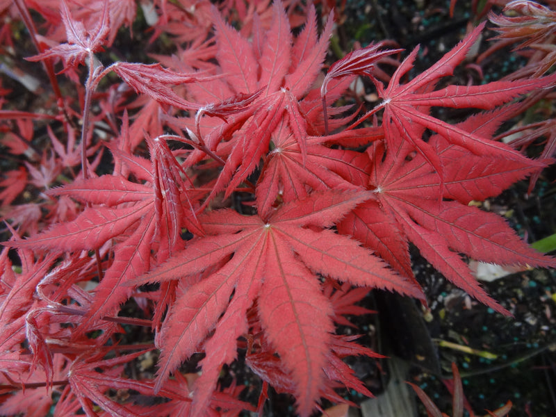Acer palmatum 'Amagi Shigure' Japanese Maple