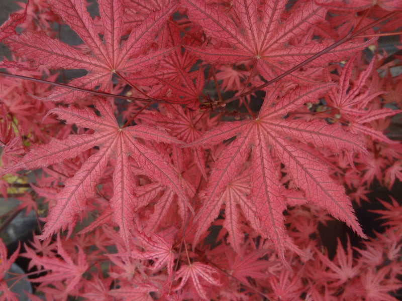 Acer palmatum 'Amagi Shigure' Japanese Maple