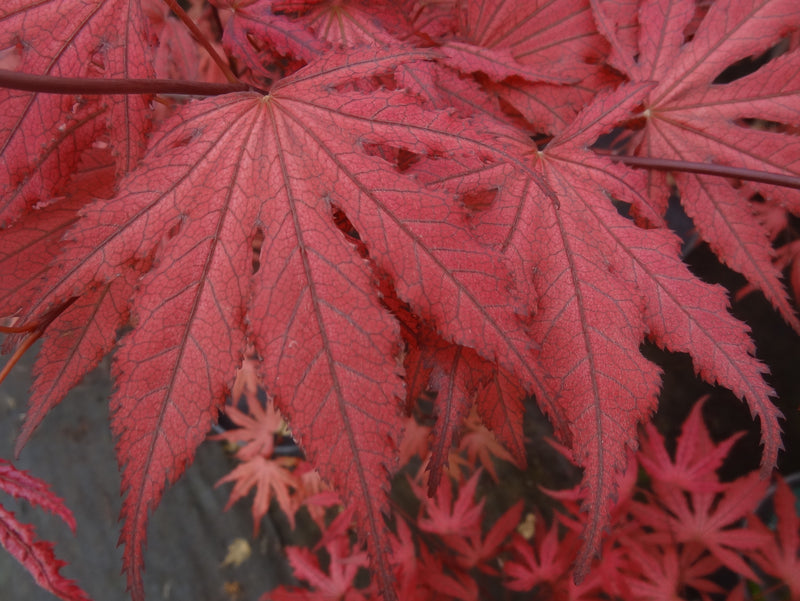 Acer palmatum 'Amagi Shigure' Japanese Maple