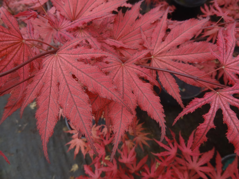 Acer palmatum 'Amagi Shigure' Japanese Maple