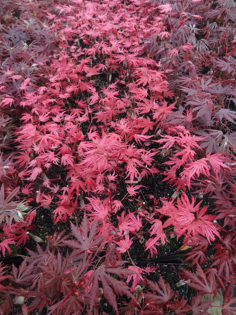 Acer palmatum 'Amagi Shigure' Japanese Maple
