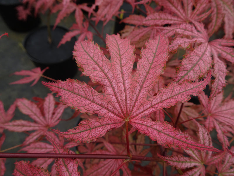 Acer palmatum 'Amagi Shigure' Japanese Maple