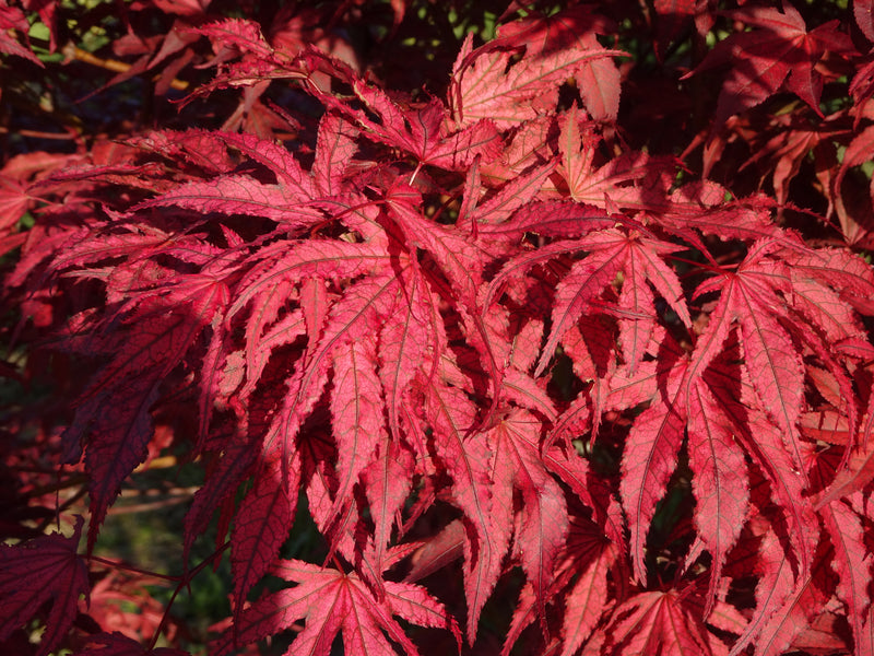 Acer palmatum 'Amagi Shigure' Japanese Maple