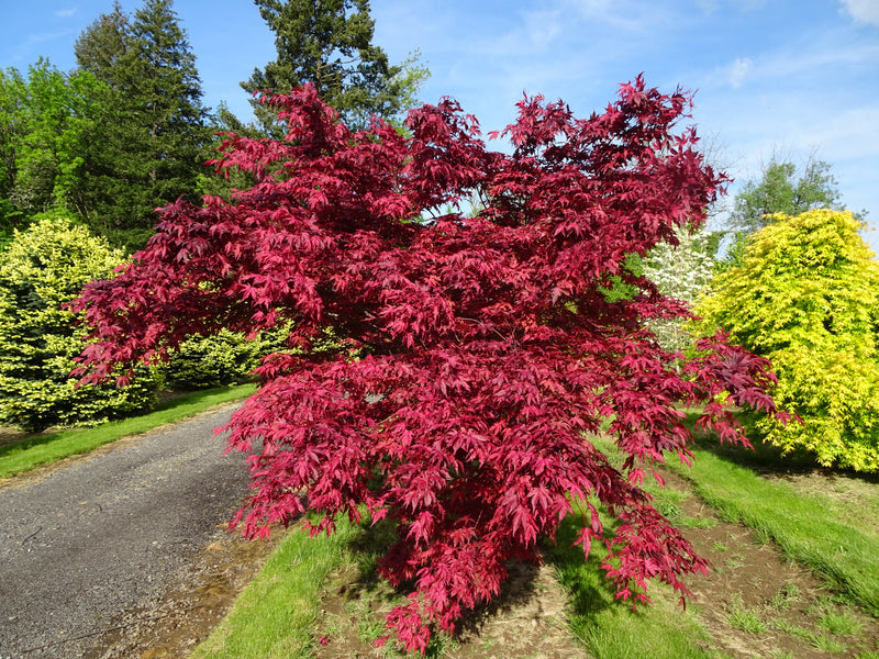 Acer palmatum 'Amagi Shigure' Japanese Maple