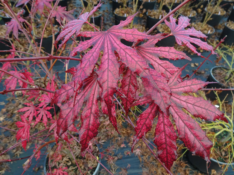Acer palmatum 'Amagi Shigure' Japanese Maple