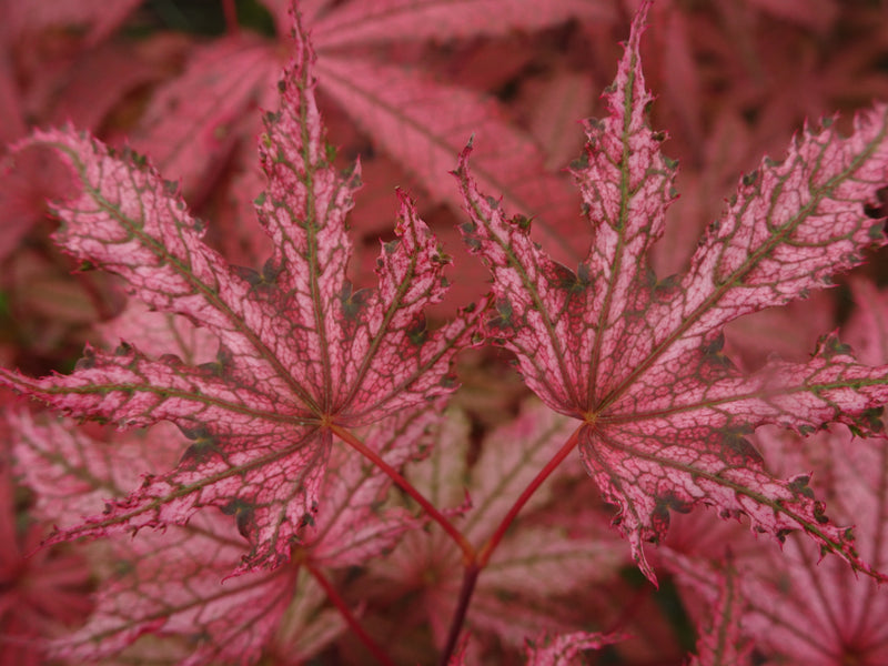 Acer palmatum 'Amagi Shigure' Japanese Maple