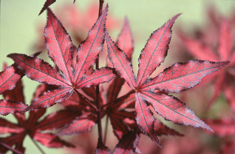 Acer palmatum 'Amagi Shigure' Japanese Maple
