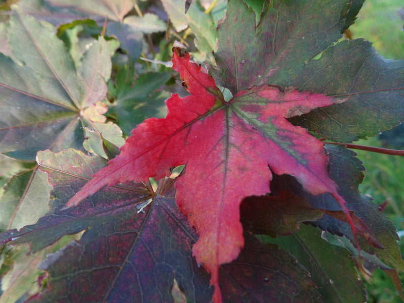 Acer palmatum 'Amagi Shigure' Japanese Maple
