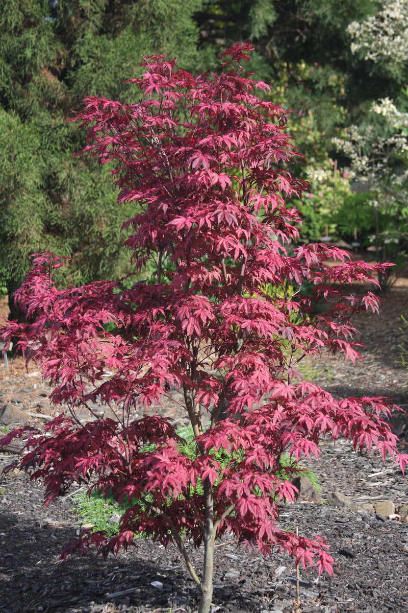 Acer palmatum 'Amagi Shigure' Japanese Maple