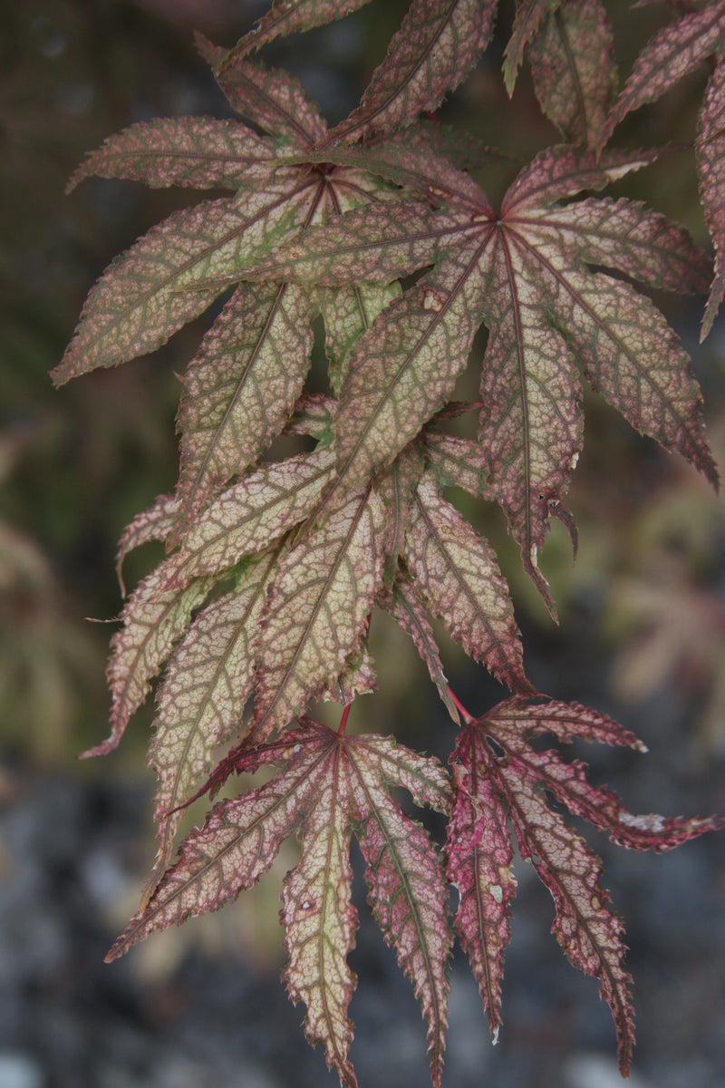 Acer palmatum 'Amagi Shigure' Japanese Maple